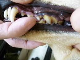 狗狗口臭没有牙结石,狗狗牙上有牙垢口臭怎么办