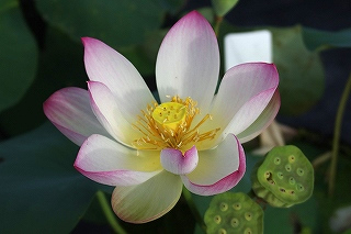 今天分享几十种荷花品种图鉴,荷花品种大全及名称图片
