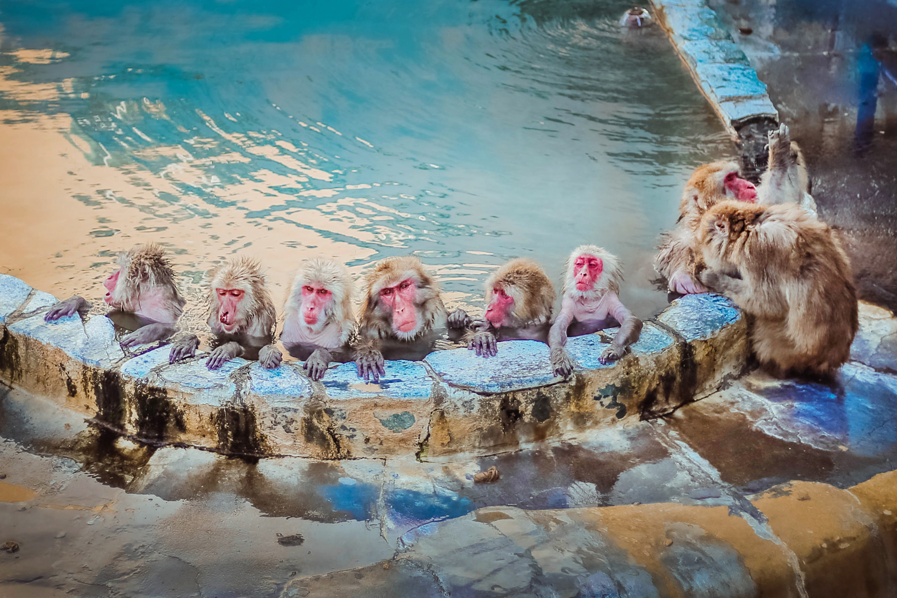 这群猴子拥有龙命，工作就是泡温泉，游客：命还不如一只猴子好