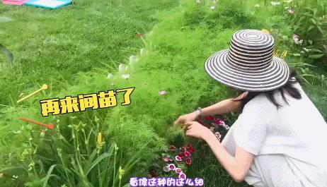 烂片王的演员有哪些 (烂片之王都有哪些明星)