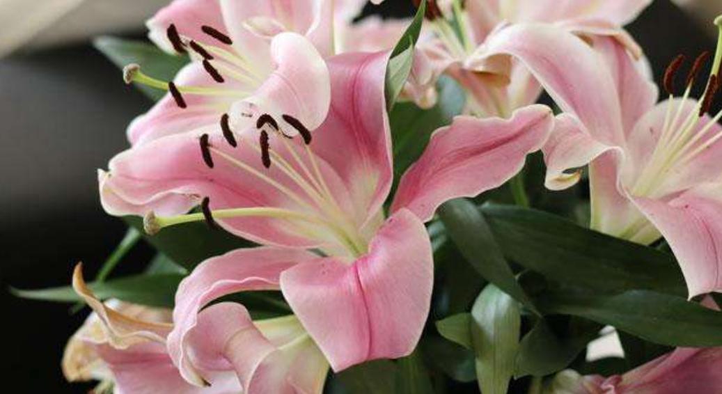 百合花有点枯萎要怎样养护,百合花栽得太密了怎么办