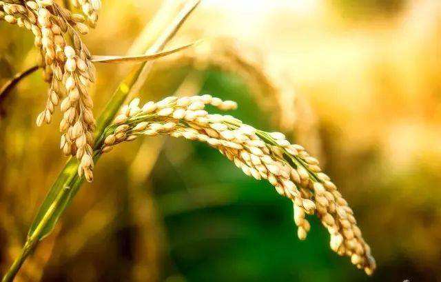 袁隆平孕育杂交水稻的事迹,袁隆平抗癌草药