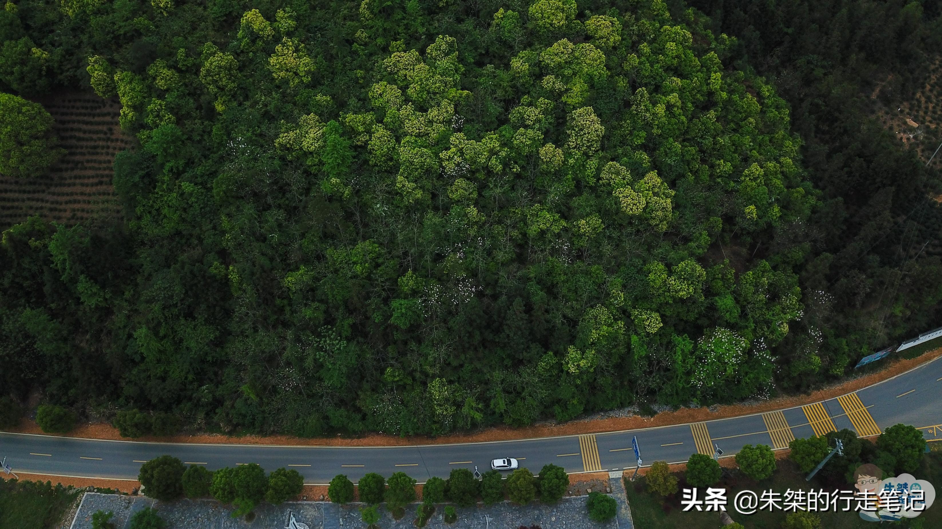 安徽石台体验不一样的自然风光,石台县原始森林