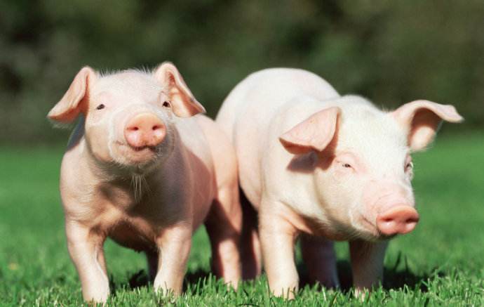 仔猪拉白痢用什么药,仔猪拉黄白痢用什么药最好最快