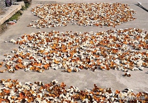 陈皮禁忌什么中药,陈皮有哪些讲究