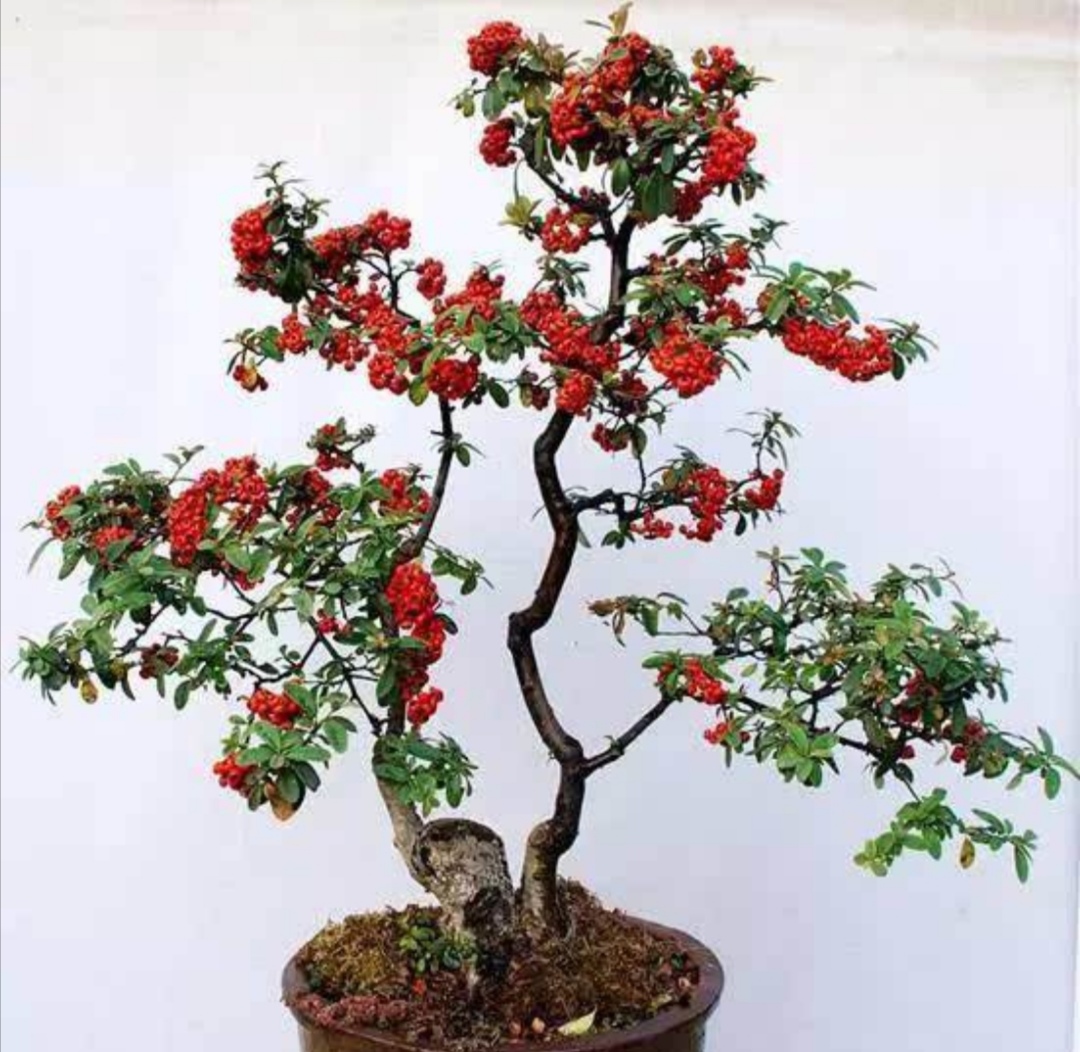 什么的树木适合做盆景,适合制作盆景有什么树种