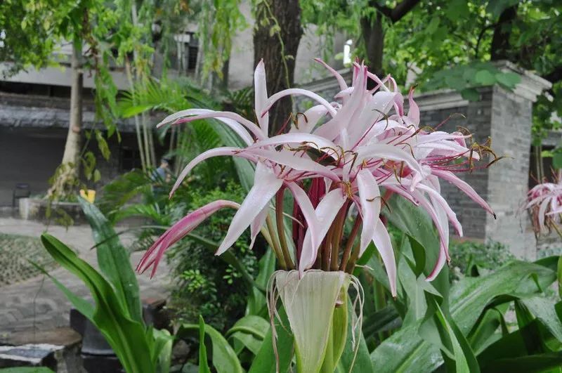 100种常见观叶植物图鉴史上最全,农村常见的100种植物