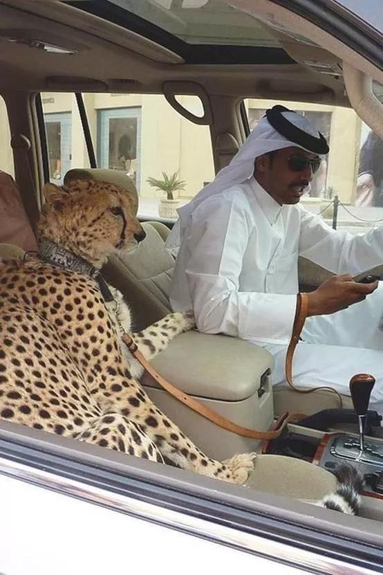 迪拜到底有多有钱,迪拜有多有钱视频