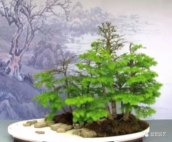 48种绝世盆景,绝世惊艳之作