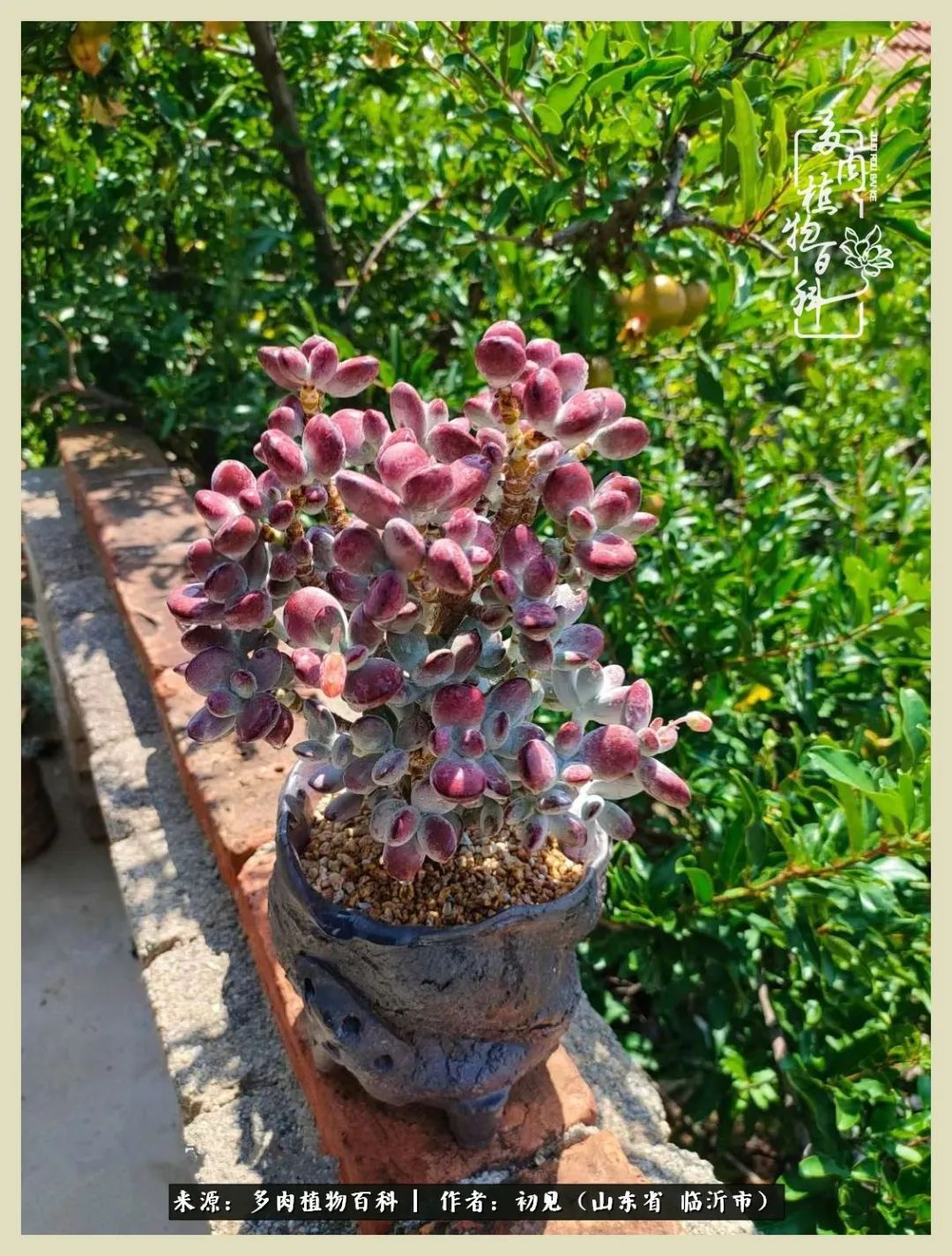 和多肉植物相伴,和多肉相处的心情