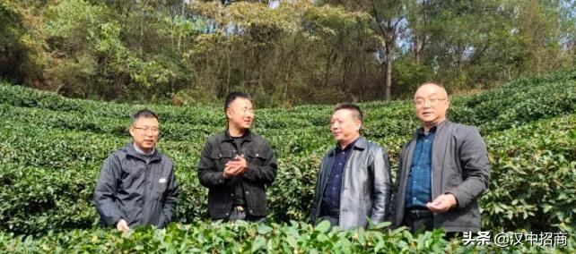 茶产业发展调研方案,调研茶叶产业发展