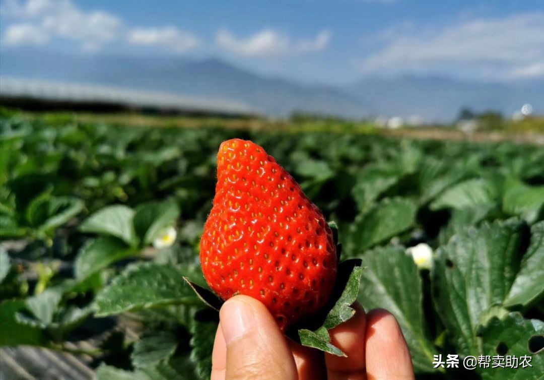 比车厘子还好的水果,比车厘子小的水果