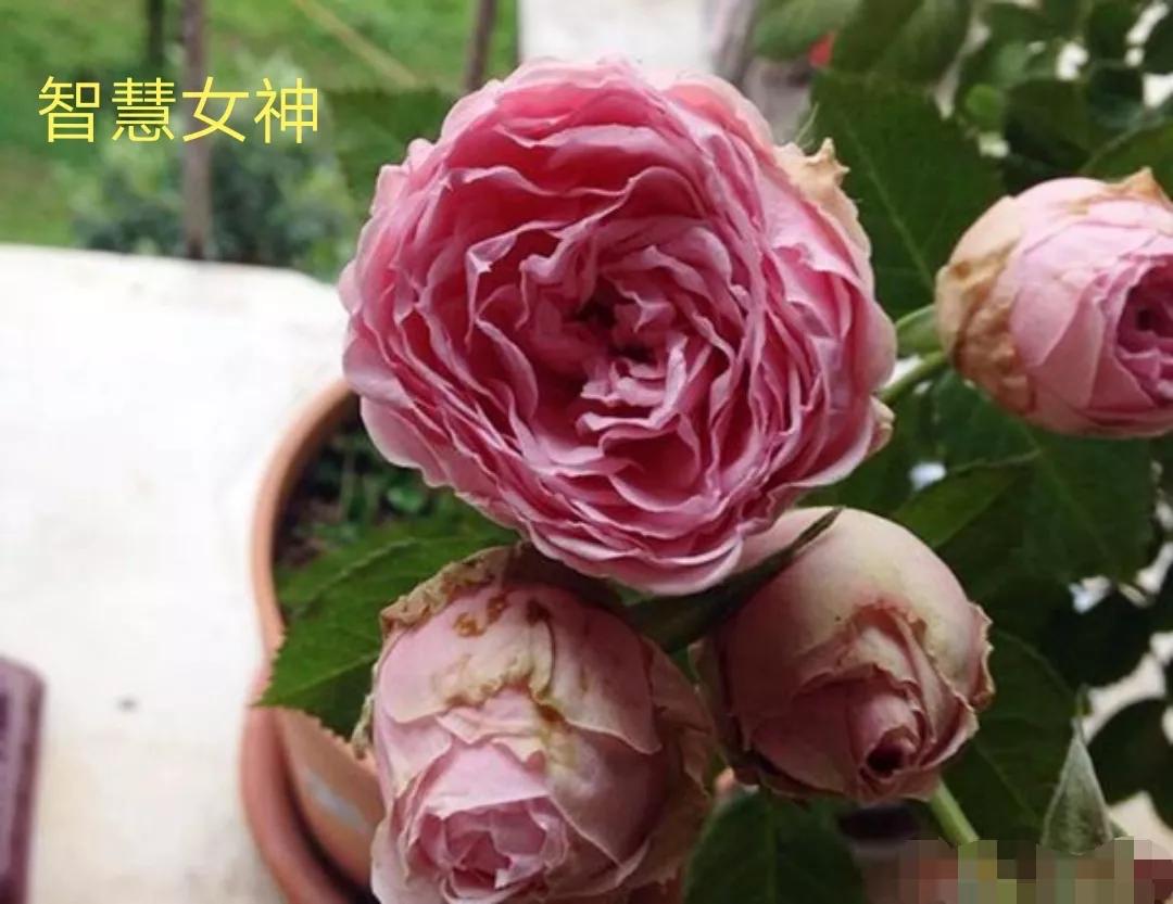 适合做切花的月季品种,十大公认最好切花月季