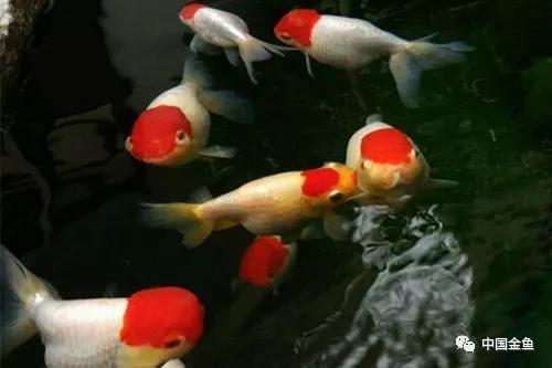 古法养金鱼的饲养方法,古法养金鱼的技巧和方法