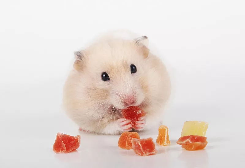 仓鼠咬人怎么办怎么驯服它,仓鼠咬人会不会打你