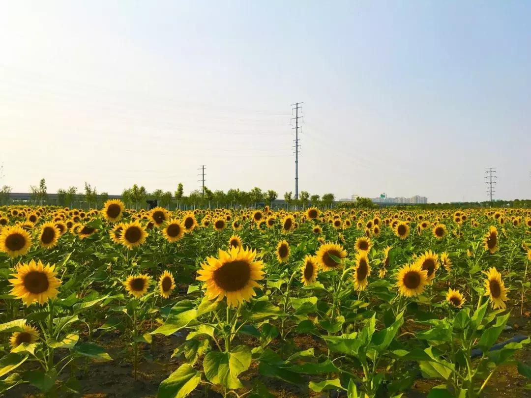 七彩花田向日葵视频,新向日葵花海视频