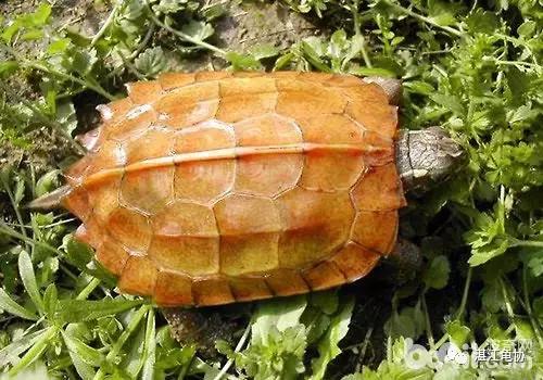 枫叶龟繁殖,枫叶龟能长多大