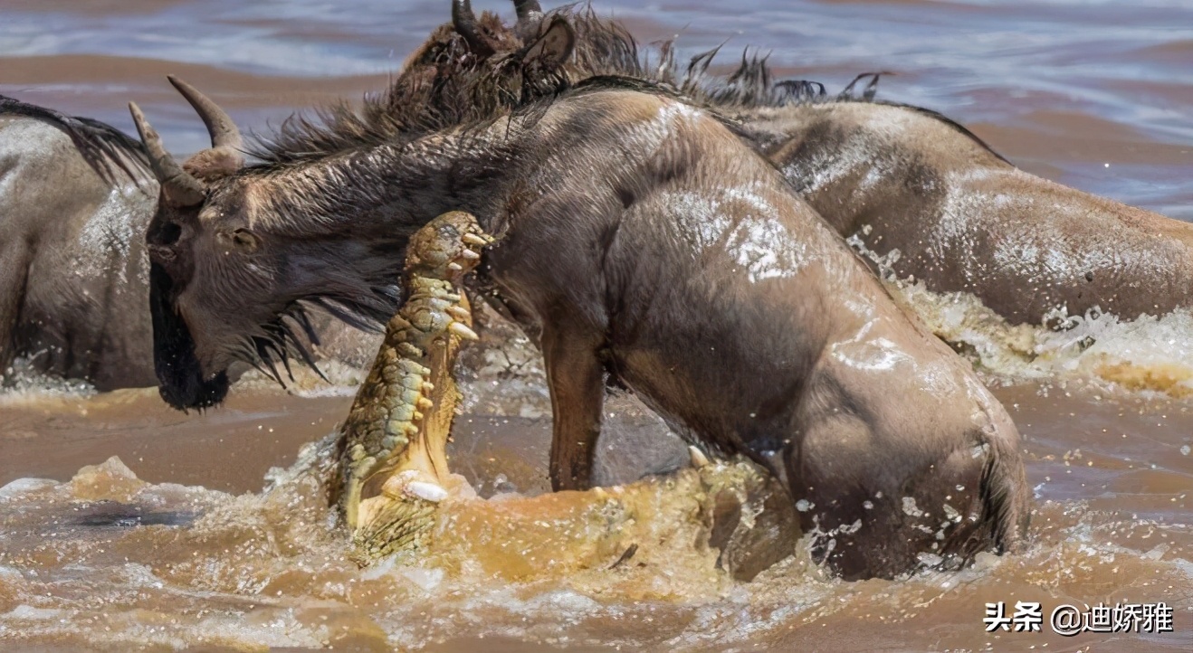 关于鳄鱼的科普知识,关于鳄鱼的科普知识点
