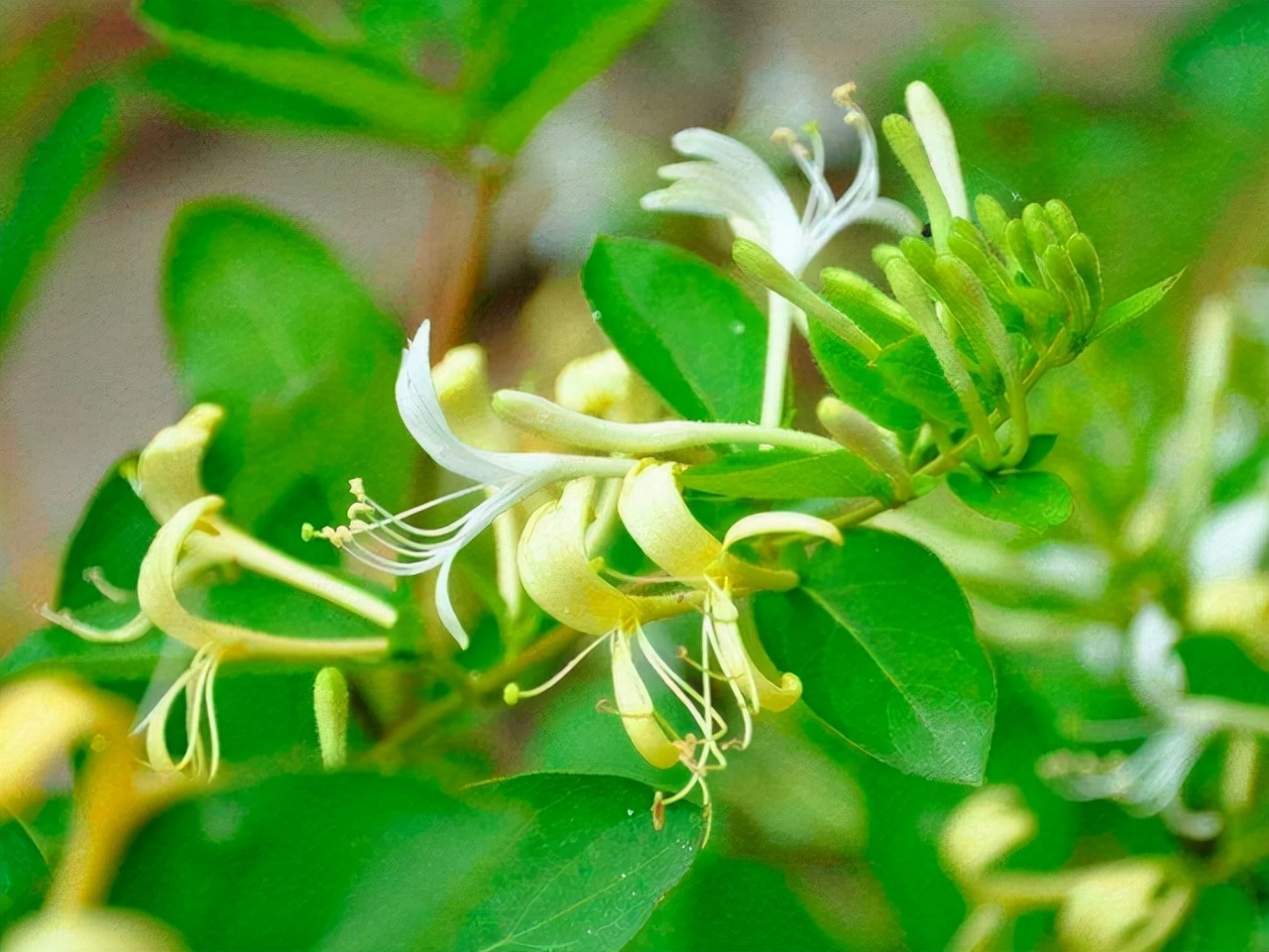 种什么盆栽好看又香,种什么盆栽开花香的