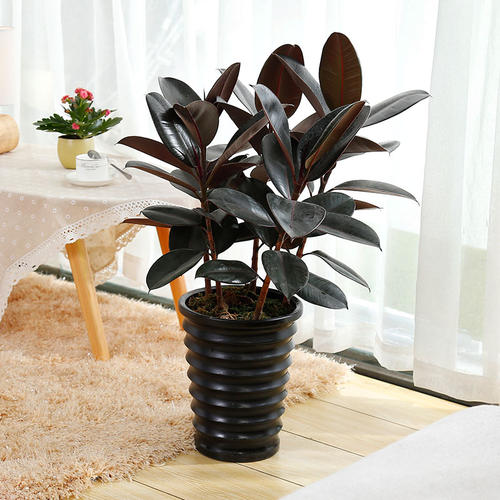 什么花一年四季好活还吸甲醛,吸收甲醛的好养活花草