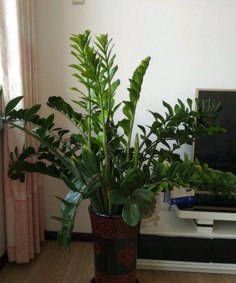 什么花寓意发财好运吉祥,寓意平安招财鸿运的干花