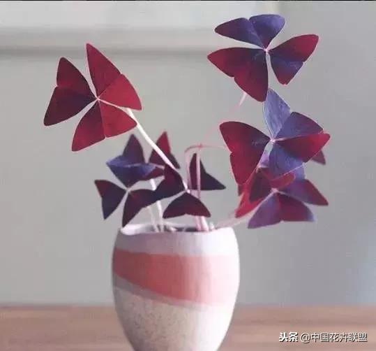 打翻了调色盘的花,打翻了调色盘的美景