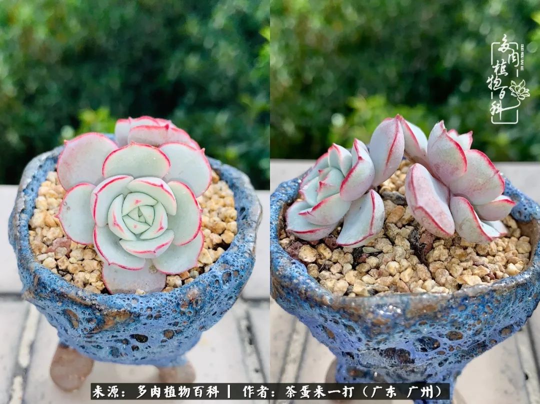 在冬日阳光下，记一个多肉小白的养肉历程