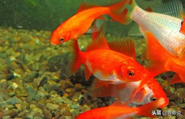 小金鱼养了几个月就忽然死？给鱼缸加这种东西，能有效避免