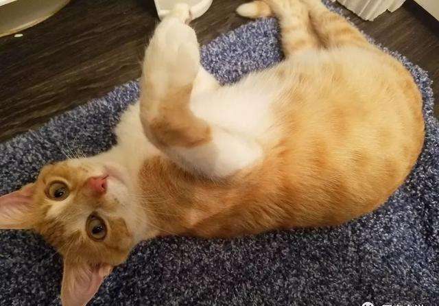 猫咪怀孕30天流产了怎么办,猫咪怀孕时铲屎官应注意什么