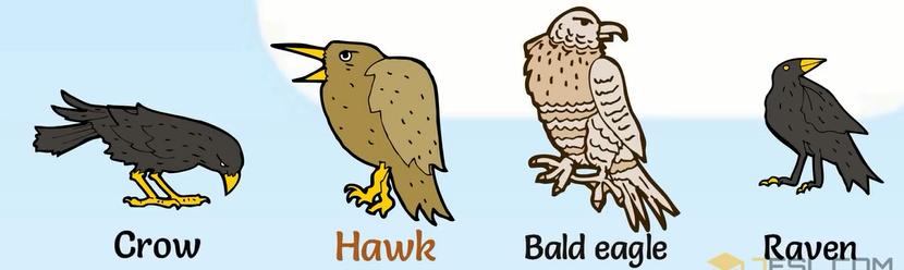 动物英语名称视频大全,兔小贝英语宝典动物名称