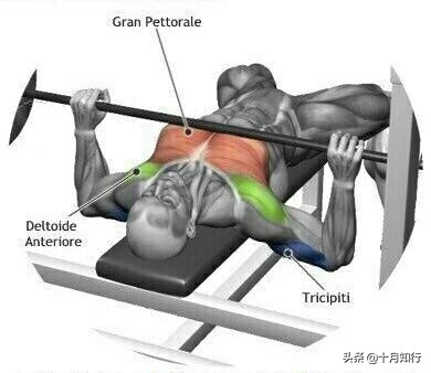练胸大肌的十个动作,练胸的基本9个动作哑铃
