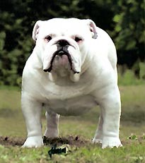 常见狗狗价格排行,狗狗价格以及品种大全