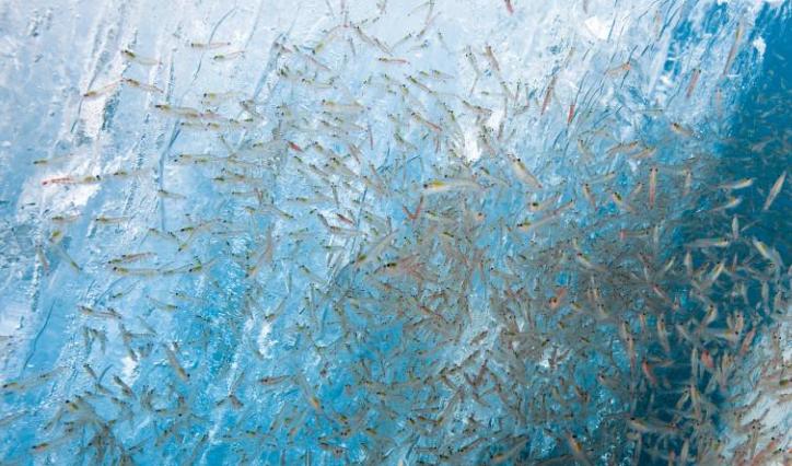 地球上的bug却解决了世界人口增长所需的食品问题