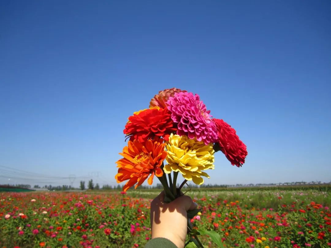 打卡北京紫谷伊甸园虞美人花海,通州看花的景点推荐免费