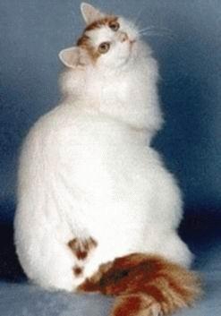 猫有哪些品种最好附图说明,介绍一下猫都有什么品种