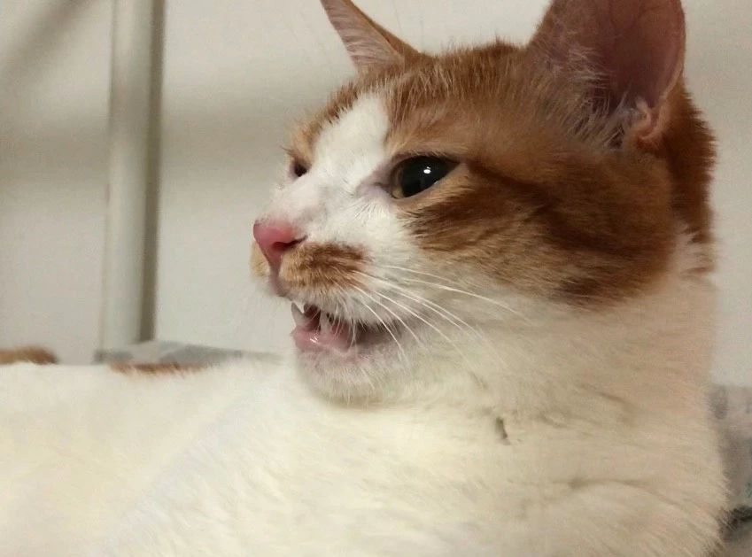 谨防猫中毒，慎用几种消毒用品！养猫家庭怎么消毒，还要看这里