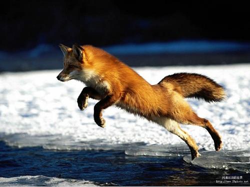 看了这，我终于明白了，为什么猫科动物能打败犬科动物？