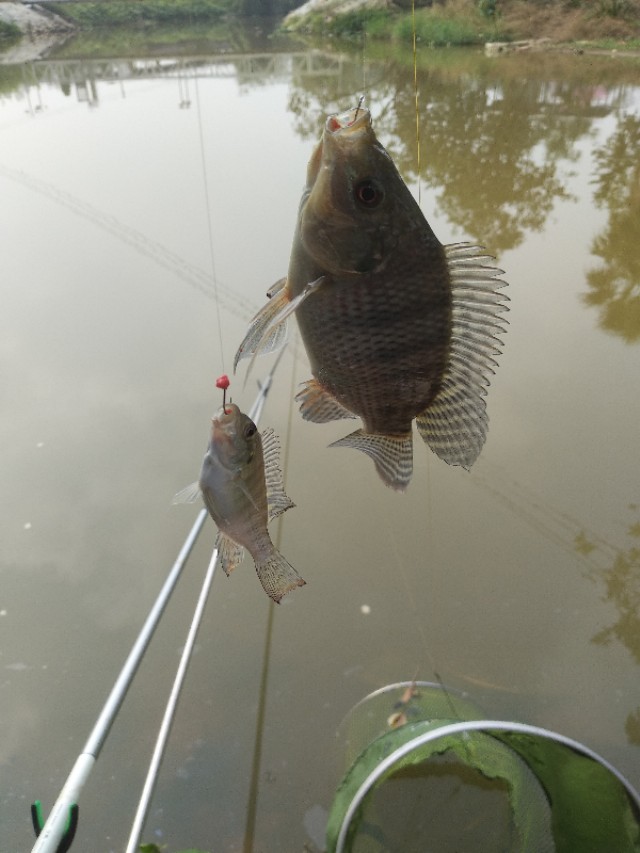 去水库钓鱼怎么钓才会爆护,春季水库钓鲈鱼用什么饵最好