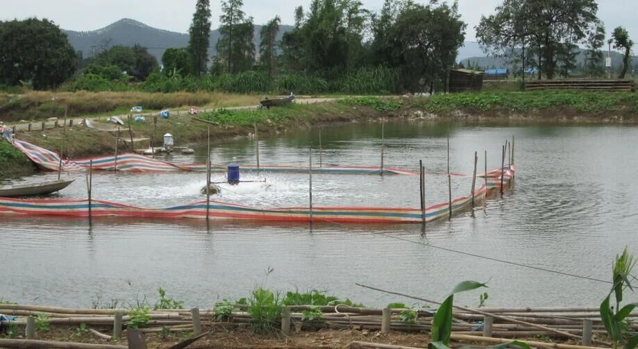 淡水养海虾虾苗,海虾养殖如何寻找突破点