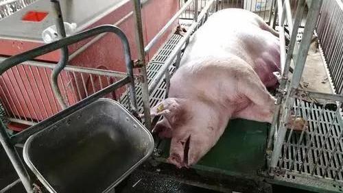 母猪晚上吃料正常，早上突然死亡口腔流血是什么病，如何治疗？