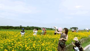 双流空港花田最新进展,双流空港花田开放了吗最新回复