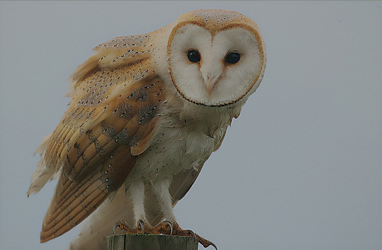 东江揽胜,惠州淡水常见鸟类图谱