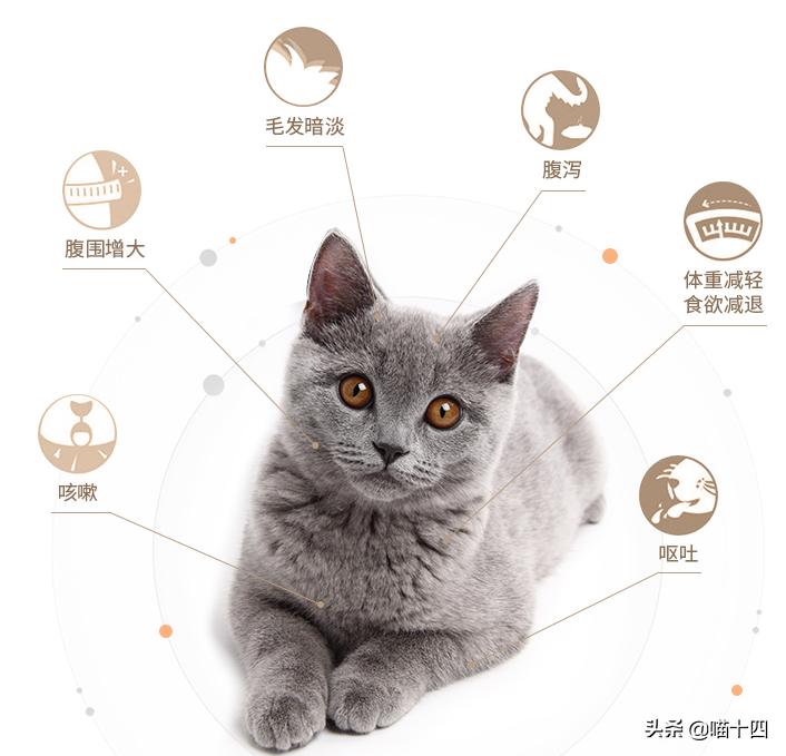 39天小猫软便,老是软便