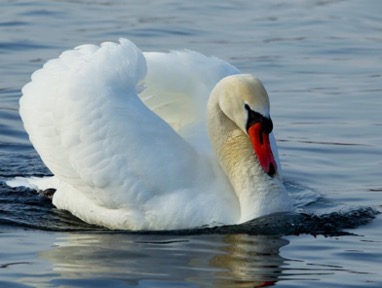 克什米尔蓝宝石的历史,印度克什米尔蓝宝石的特征