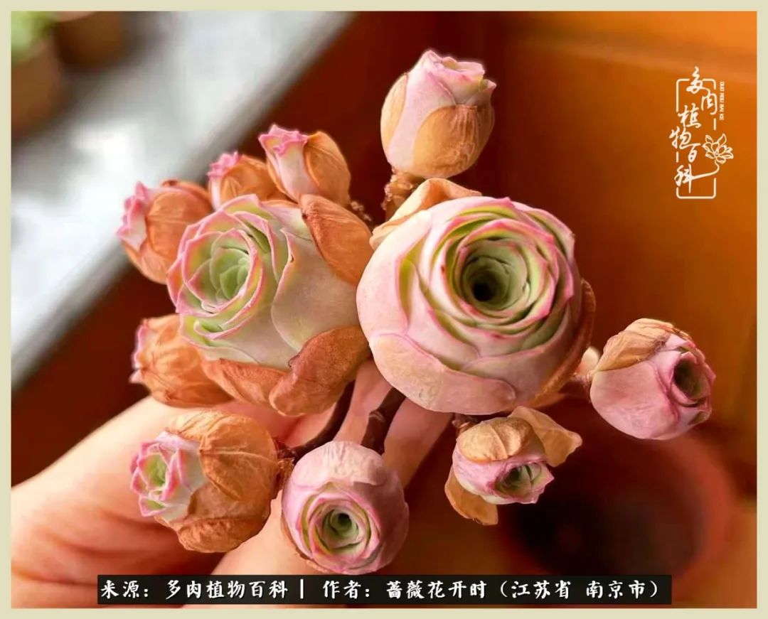 又见颜的妩媚，色的诱惑！这些山地玫瑰礼盒惊艳了眼眸