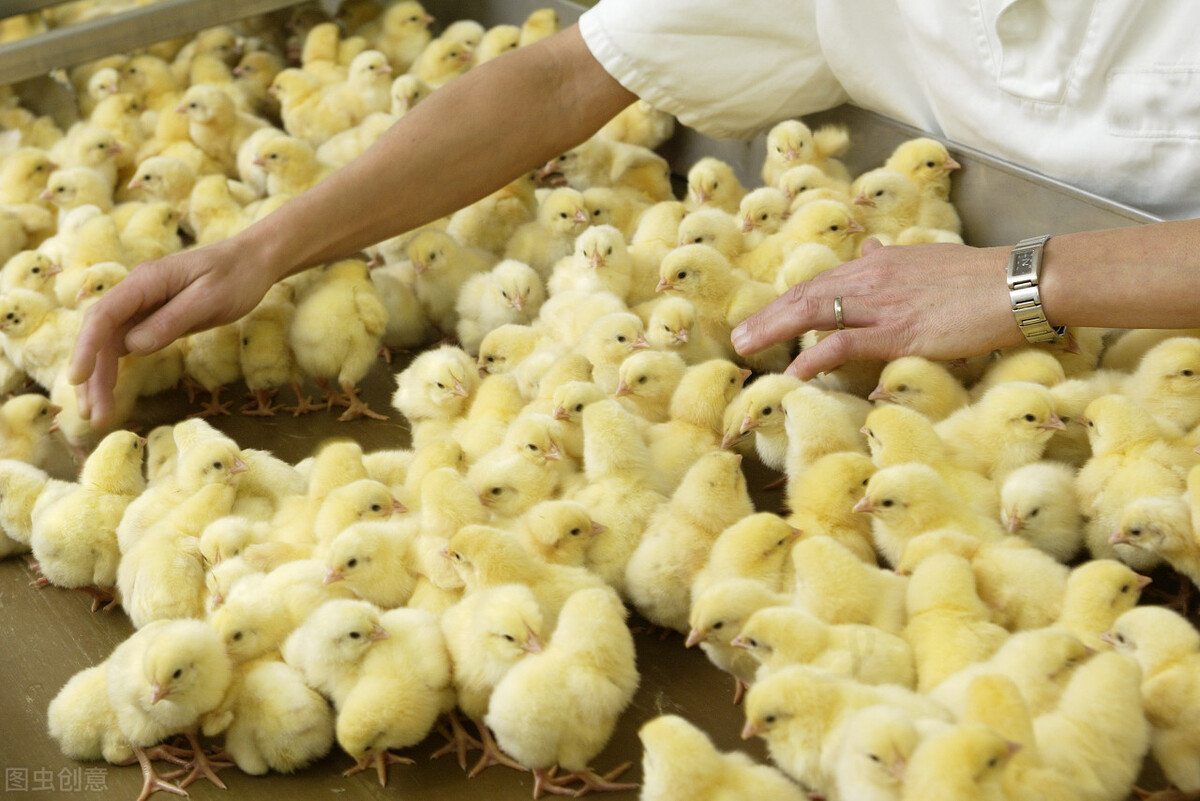 养鸡知识鸡生长缓慢的原因,鸡的生长周期是多久