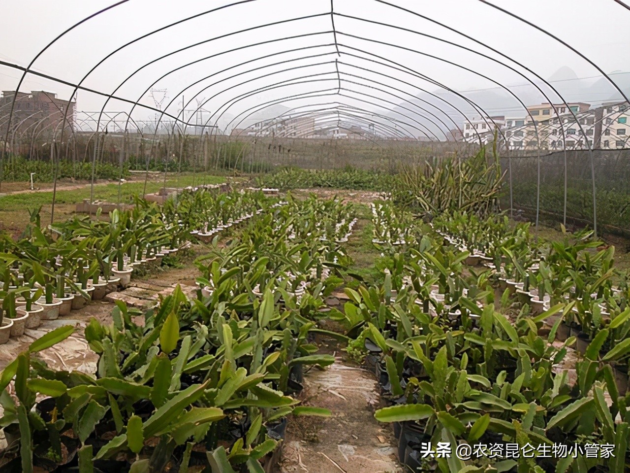 火龙果腐烂病的治疗方法,火龙果根腐病如何治疗