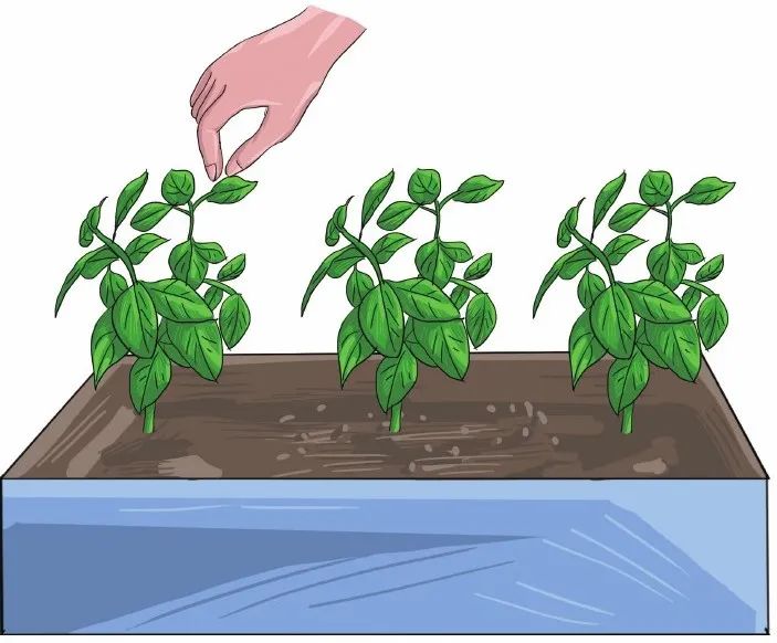 幻梦般的紫色花海，准备一把鼠尾草的种子，4个步骤即可实现