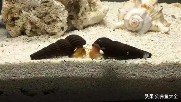 养鱼大神都养什么鱼,鱼缸养鱼都有哪些鱼