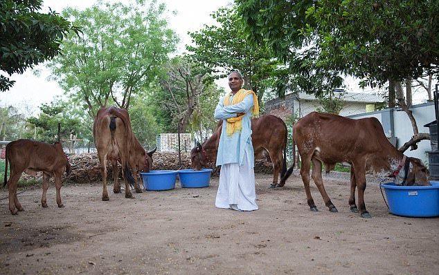 “印度牛人”帕萨纳：44岁富豪抛妻弃子，只为把心爱的母牛娶回家